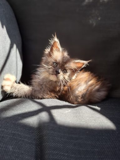 Esmeè von der Salinenburg